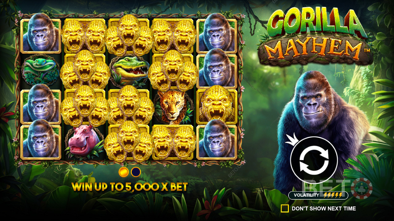 Gorilla Mayhem: Golden Gorillas are key players in this ripper pokie