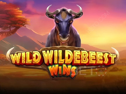 Wild Wildebeest Wins Demo